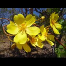Blüten …